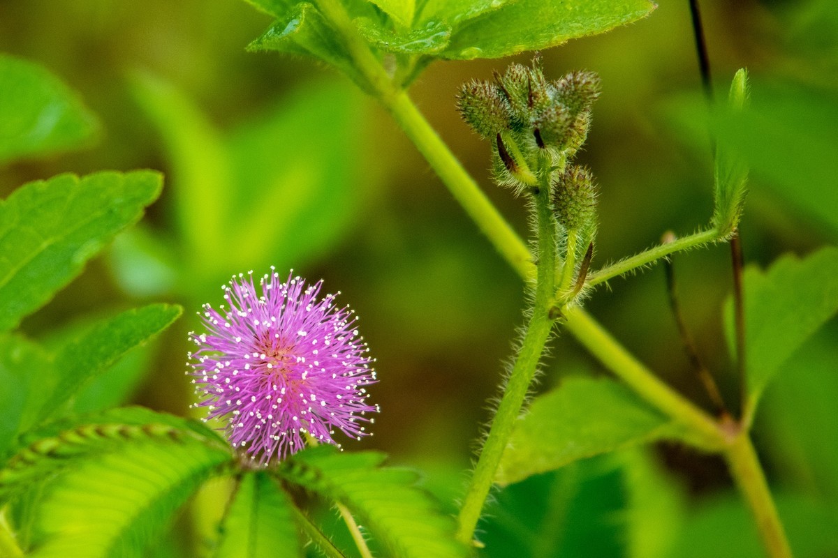 花支招展（二十三）