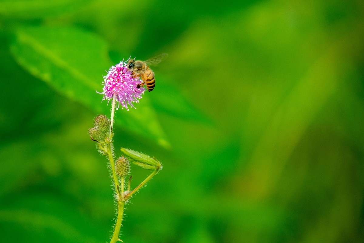 花支招展（二十三）