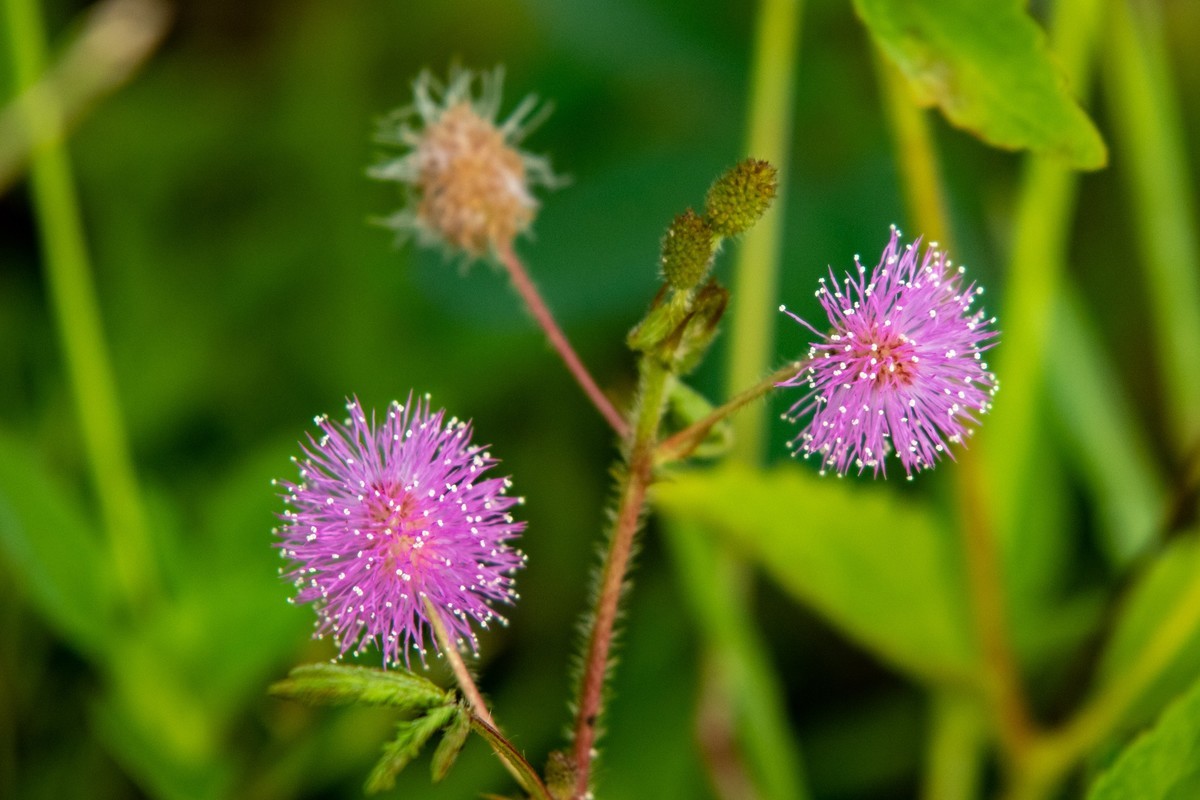 花支招展（二十三）