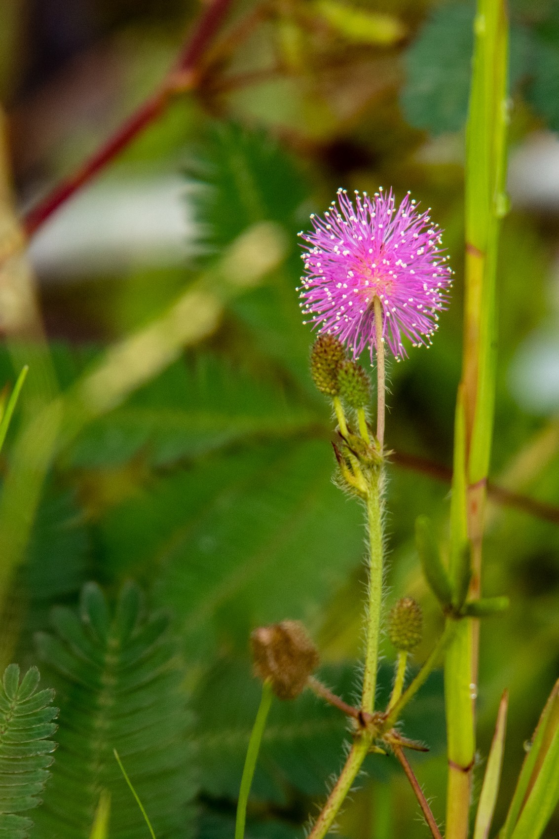花支招展（二十三）