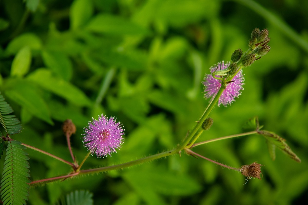 花支招展（二十三）