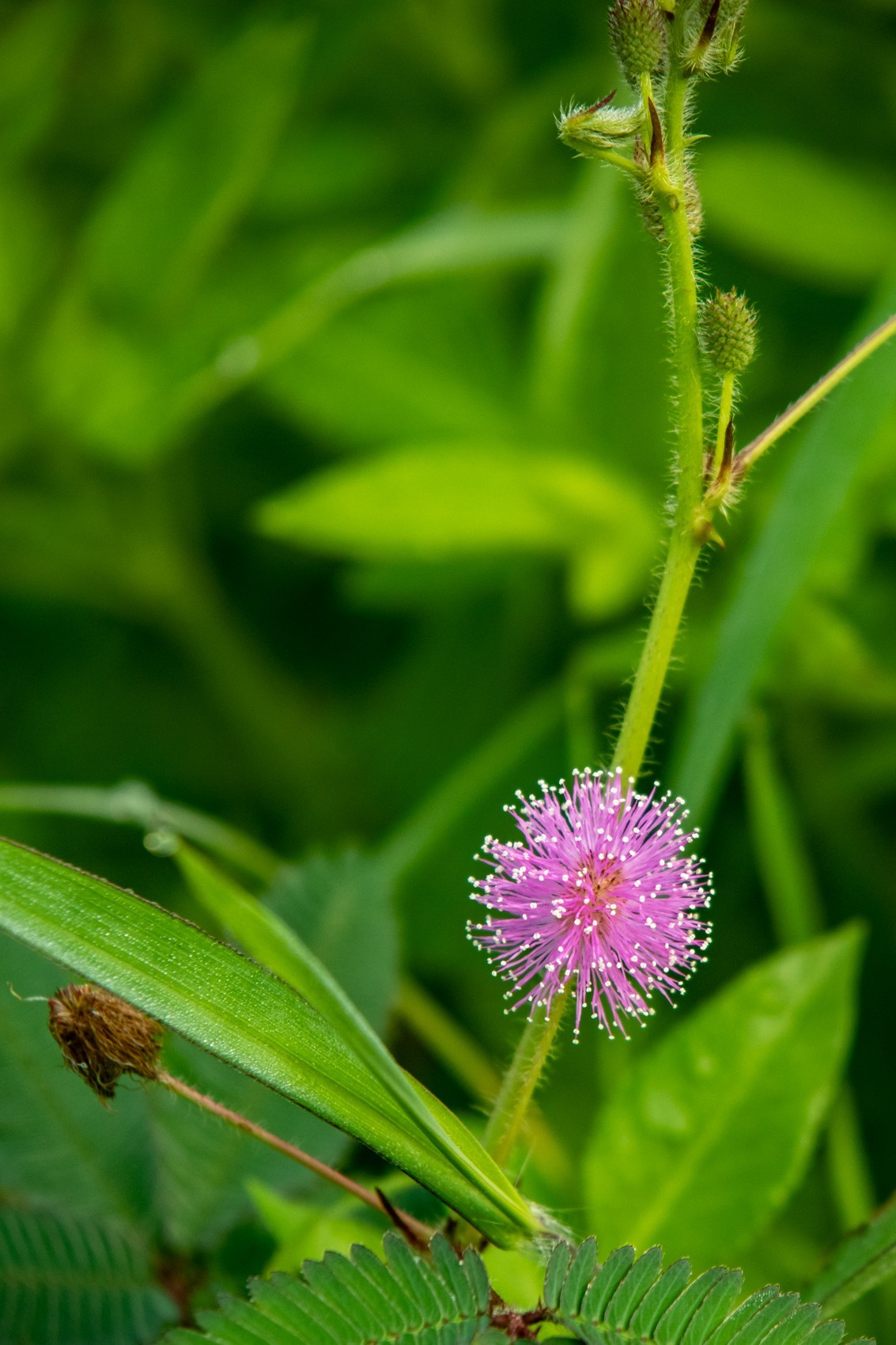 花支招展（二十三）