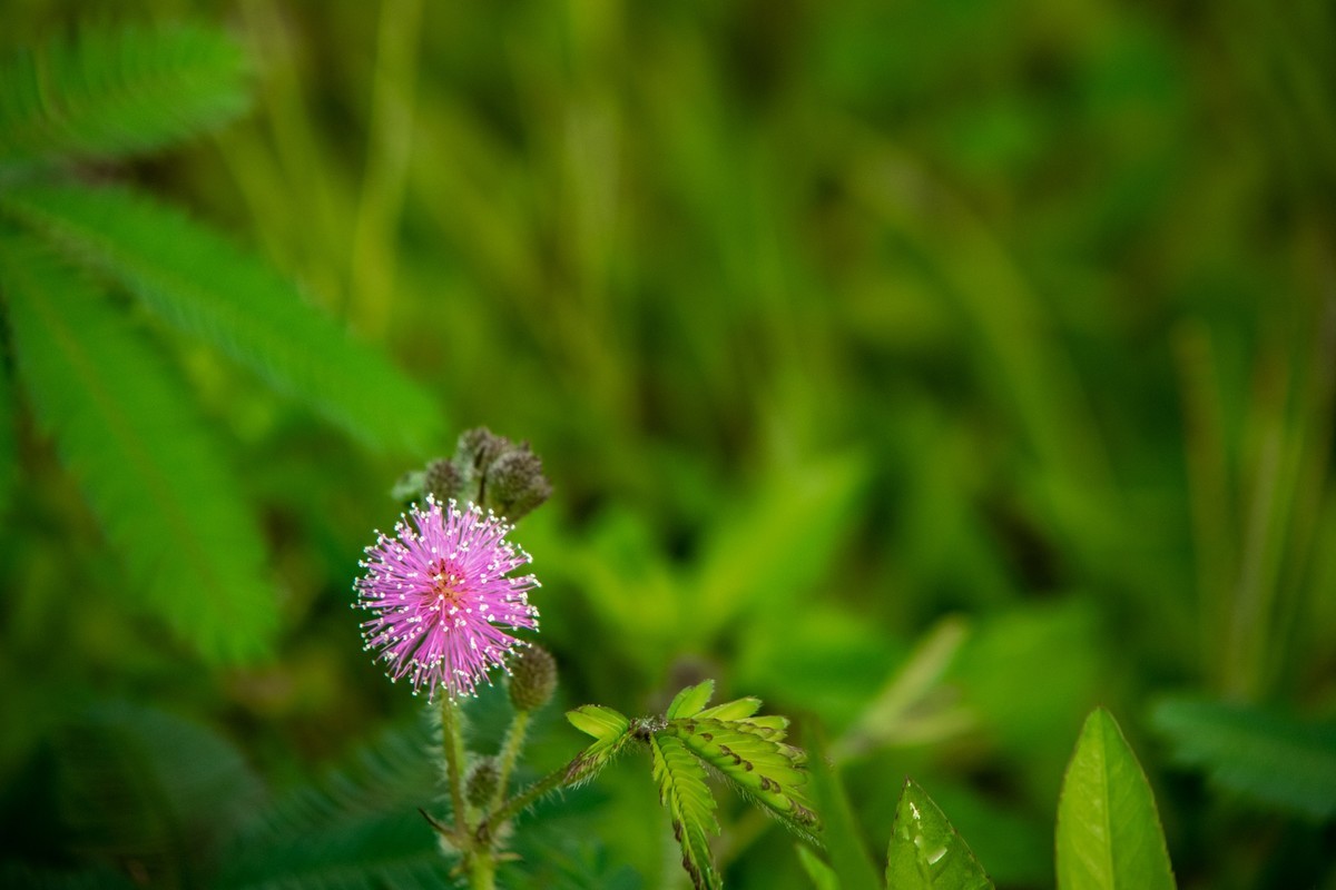 花支招展（二十三）