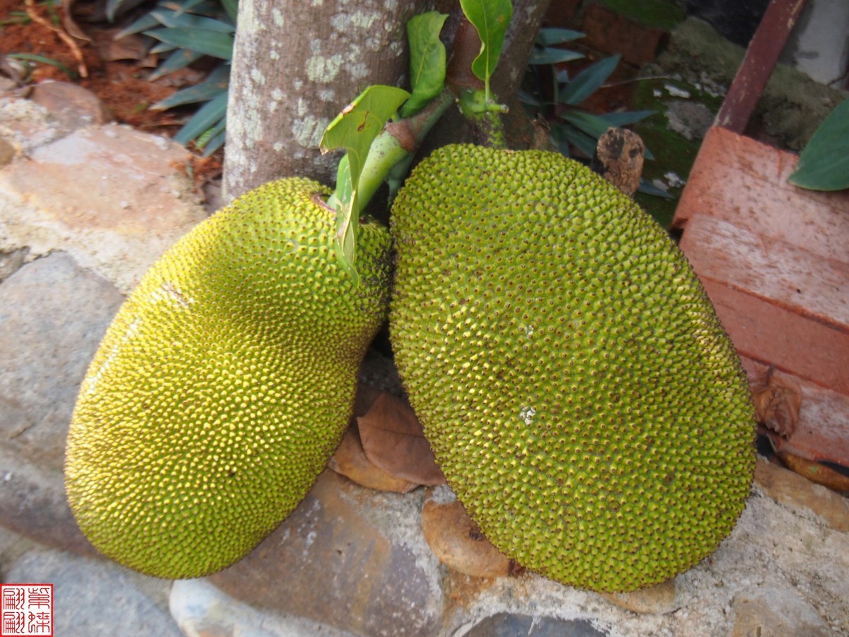 2023.6 西双版纳民族村（13）