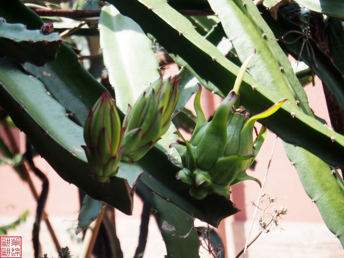 2023.6 西双版纳民族村（13）