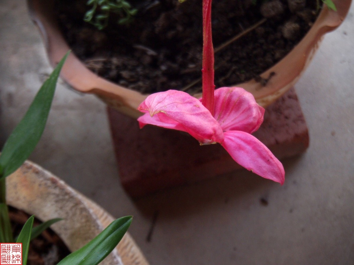 2023.6 西双版纳民族村（13）