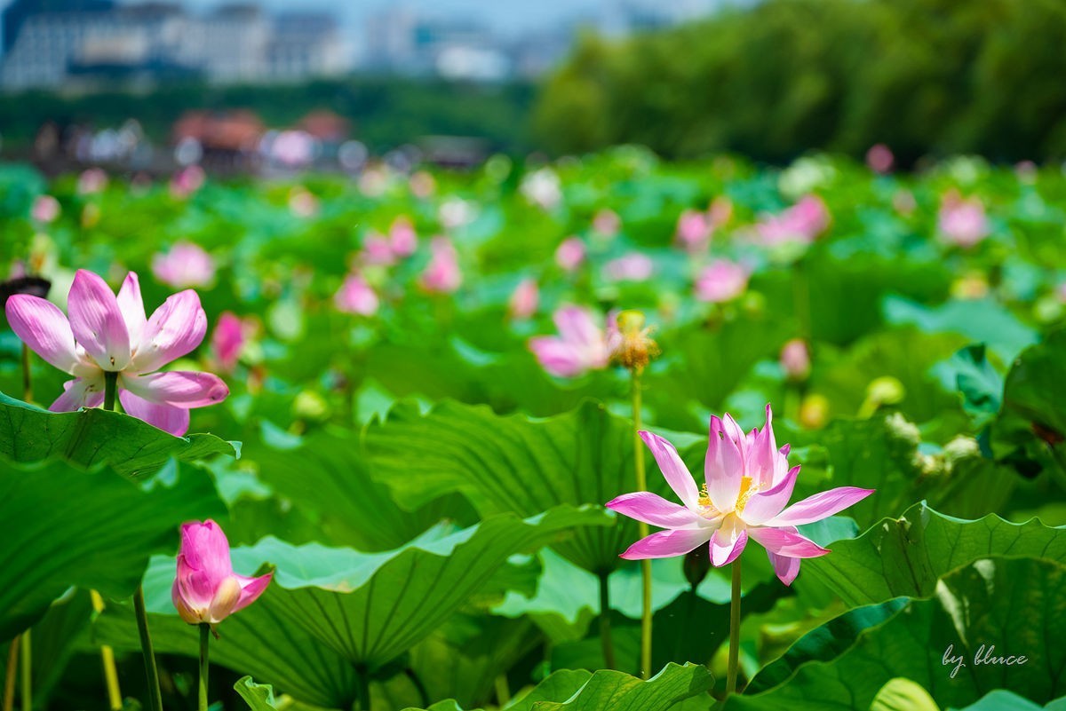西湖荷花开（13）