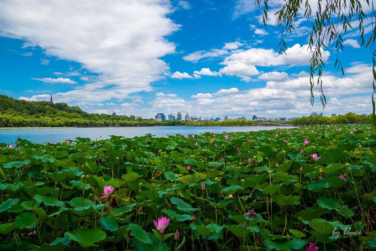 西湖荷花开（13）