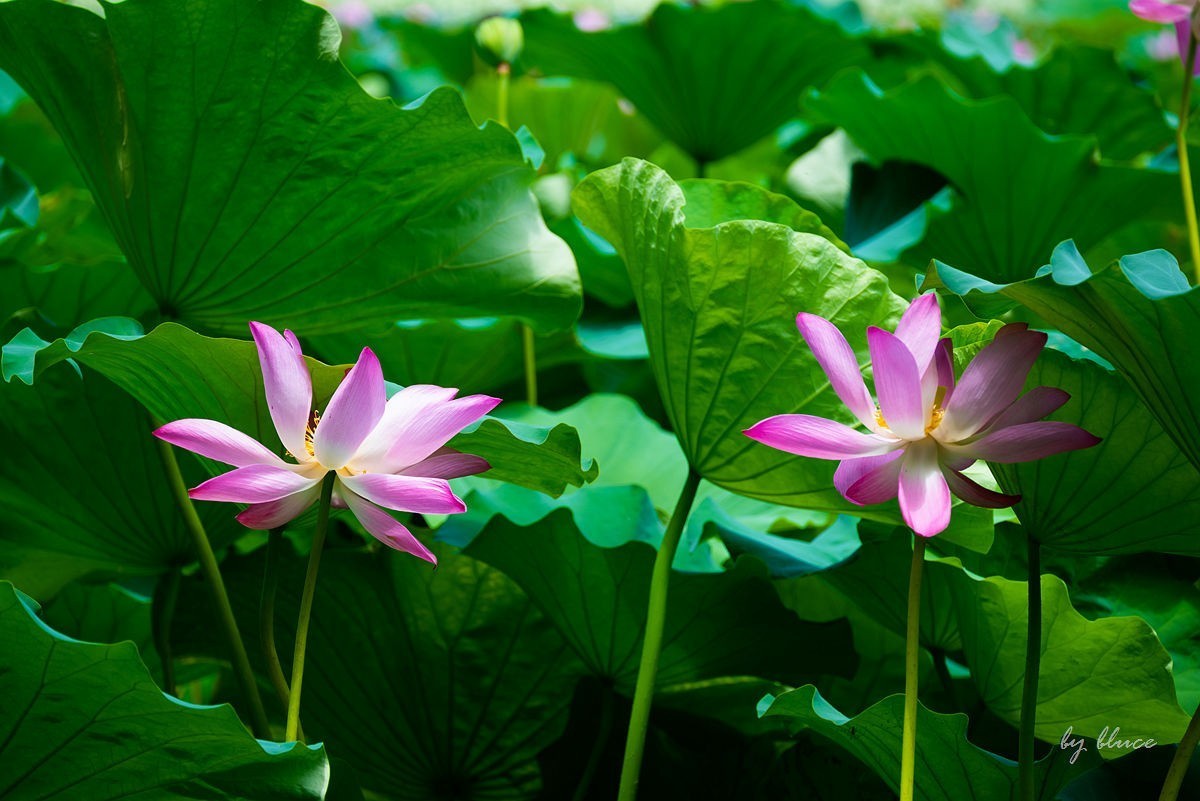 西湖荷花开（13）