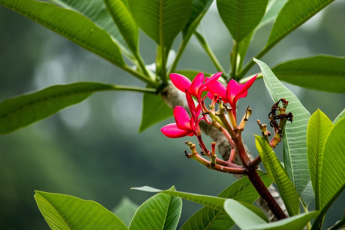 花枝招展（180）