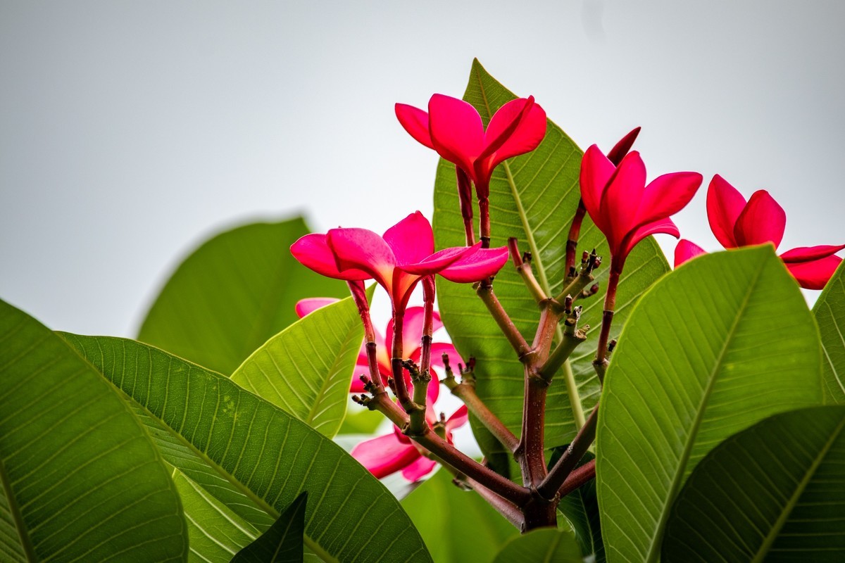 花枝招展（180）