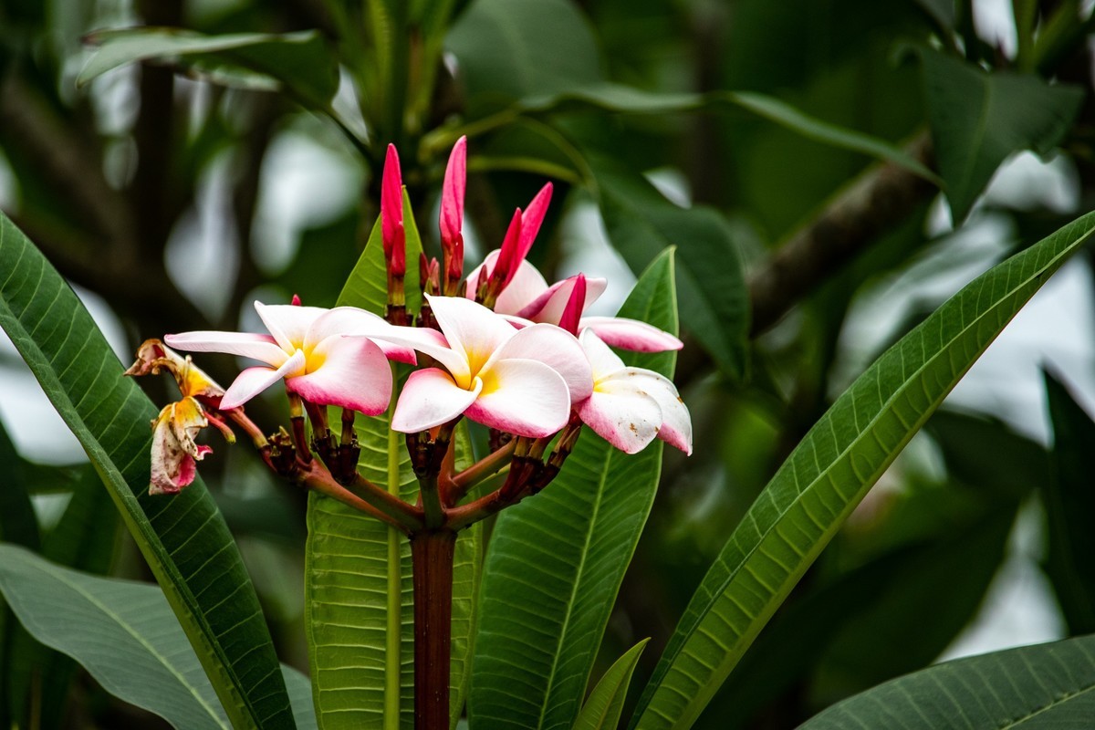 花枝招展（180）