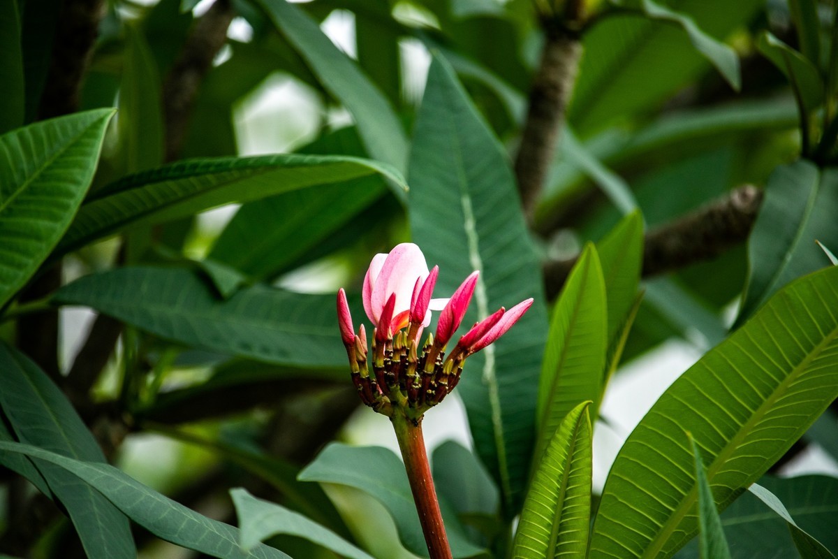 花枝招展（180）