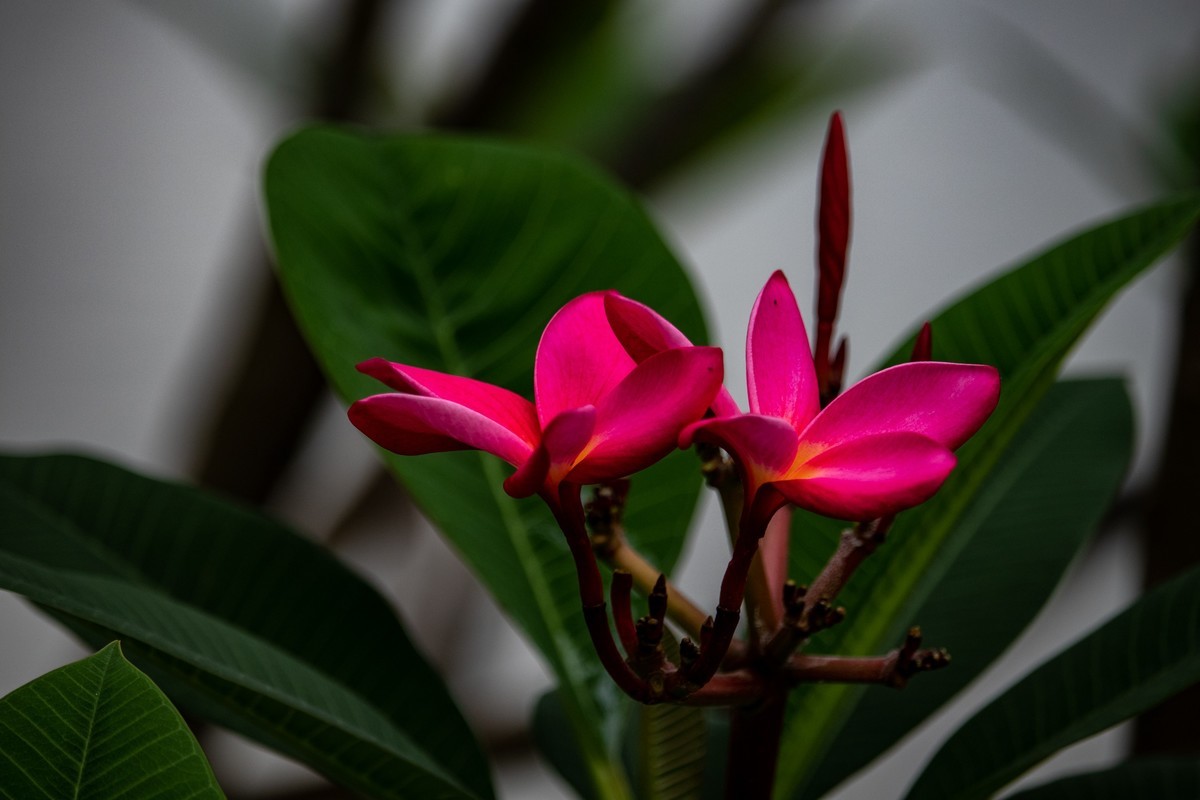 花枝招展（180）