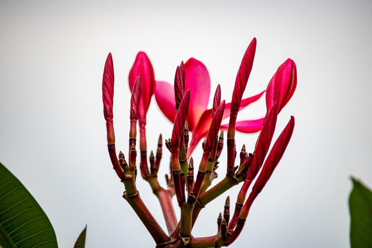 花枝招展（180）