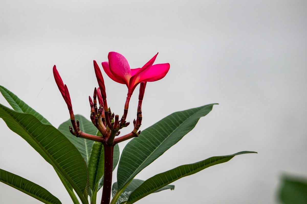 花枝招展（180）