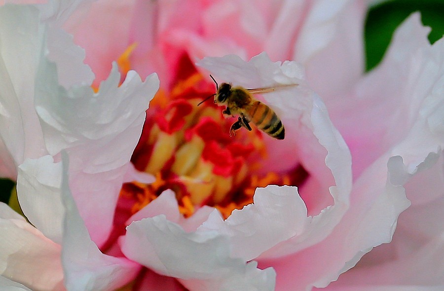 《不老松：纪实摄影》中秋佳节发一组花片：牡丹与蜜蜂！