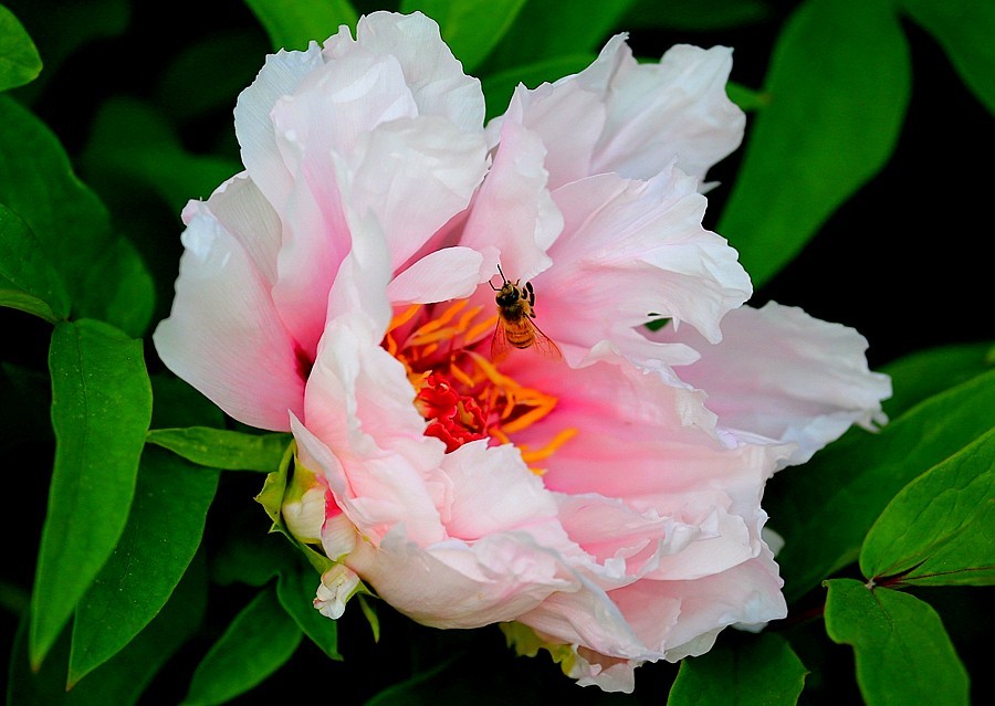 《不老松：纪实摄影》中秋佳节发一组花片：牡丹与蜜蜂！