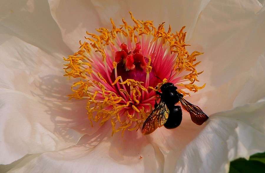 《不老松：纪实摄影》中秋佳节发一组花片：牡丹与蜜蜂！