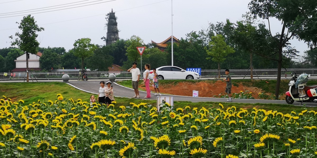 向阳花开遍地黄