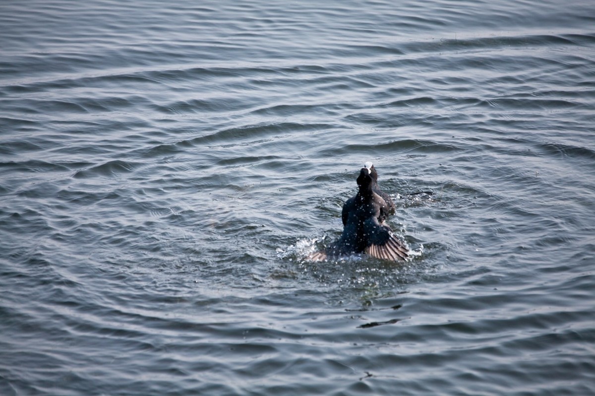 抓拍——好斗的黑水鸡 （二）