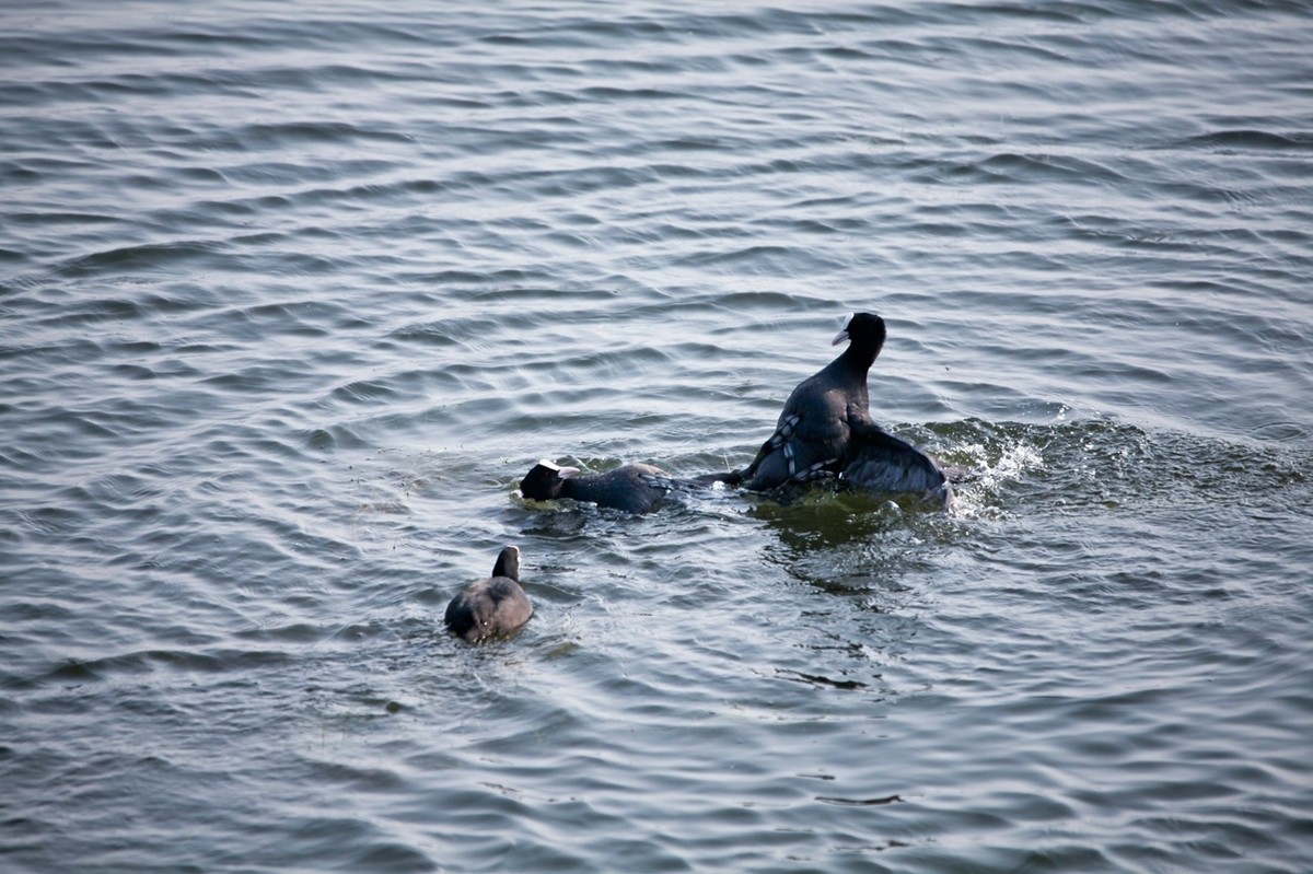 抓拍——好斗的黑水鸡 （二）