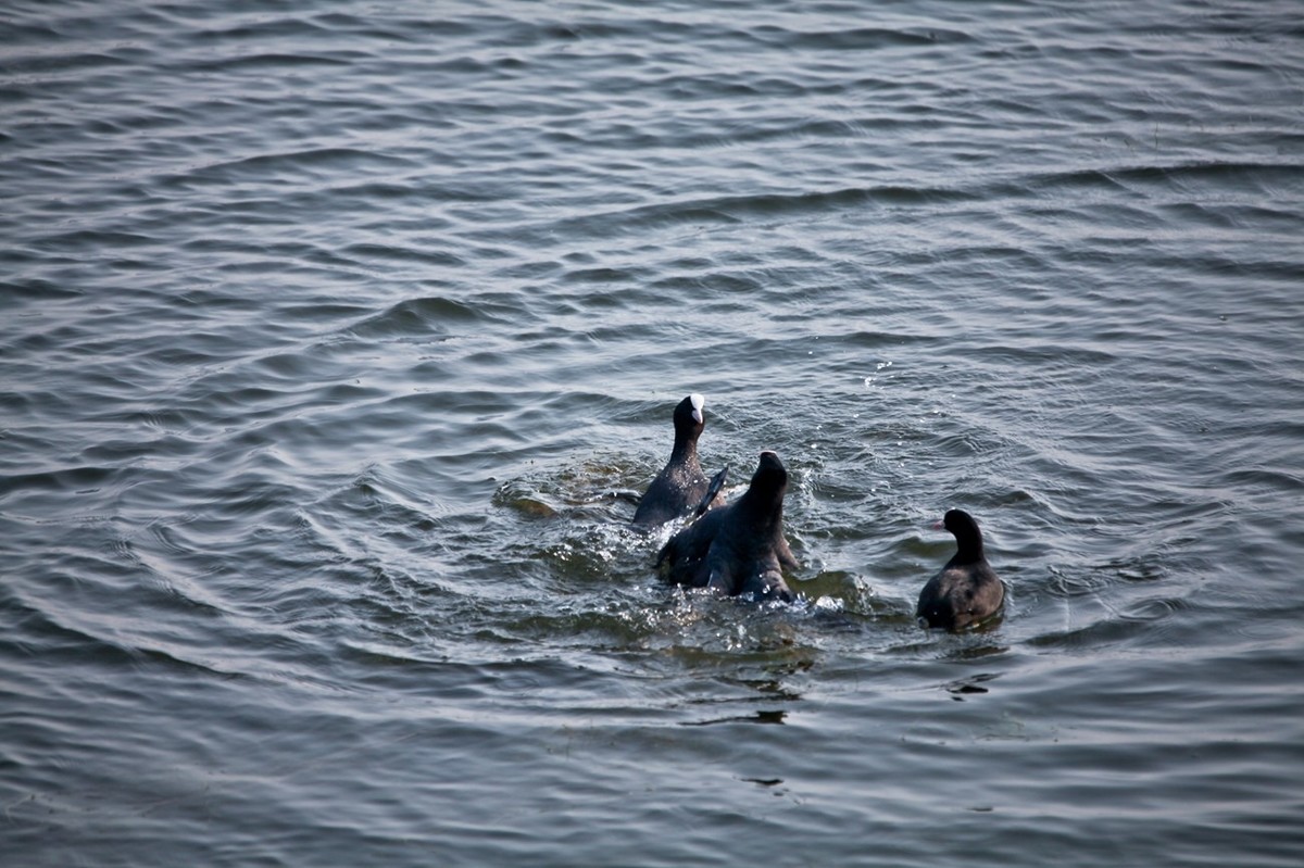 抓拍——好斗的黑水鸡 （二）