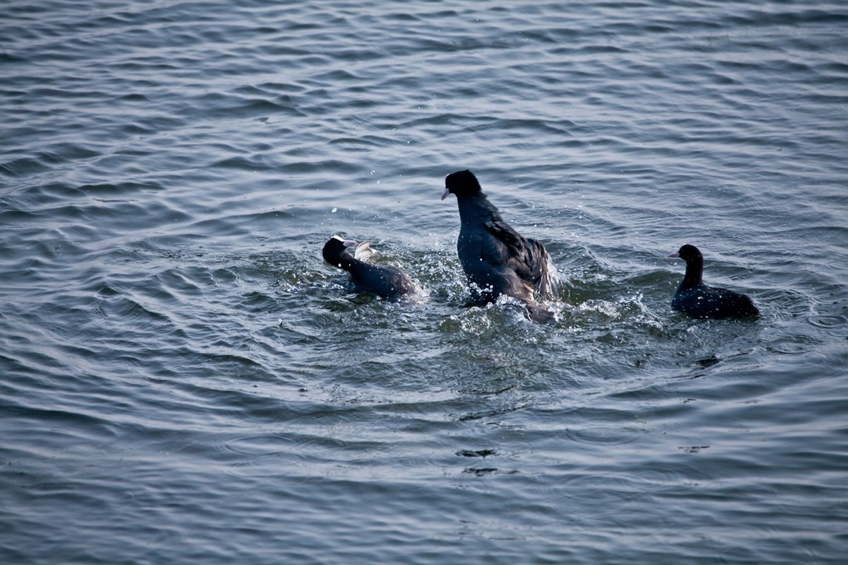 抓拍——好斗的黑水鸡 （二）