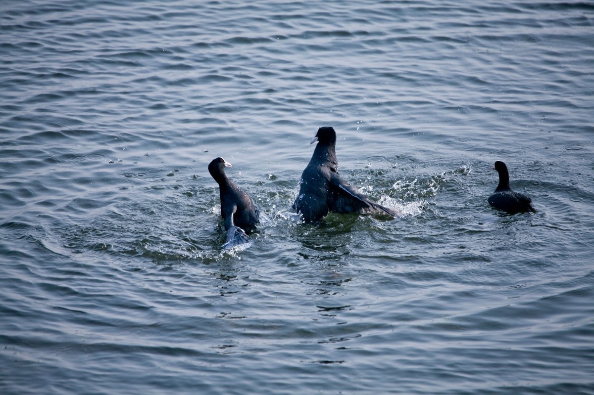 抓拍——好斗的黑水鸡 （二）