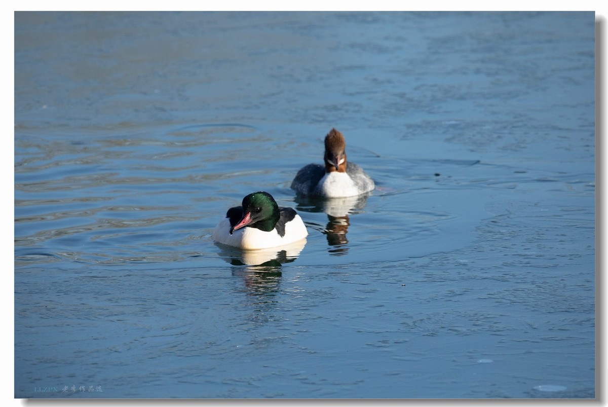 北海的秋沙鸭家丁兴旺！