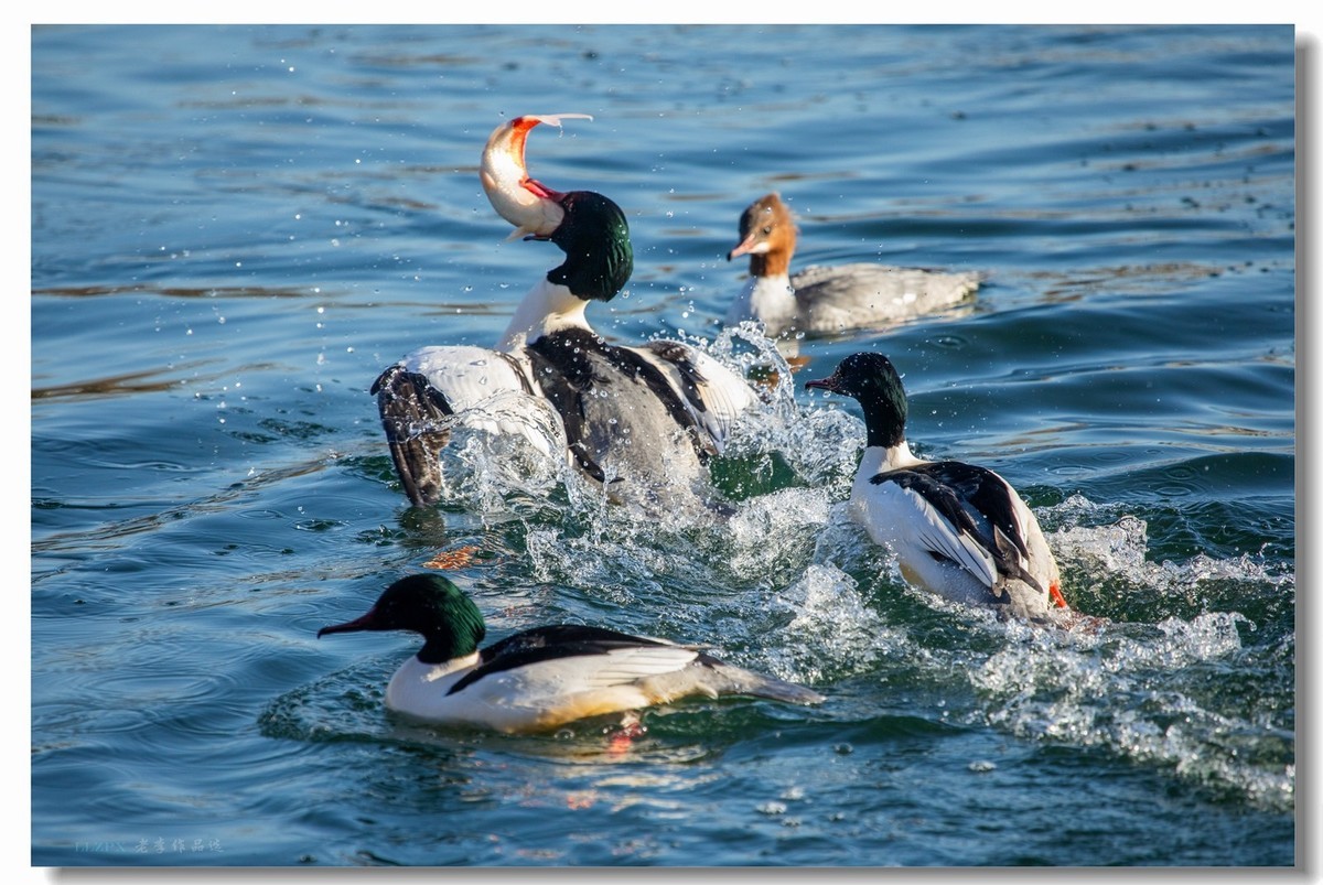 北海的秋沙鸭家丁兴旺！