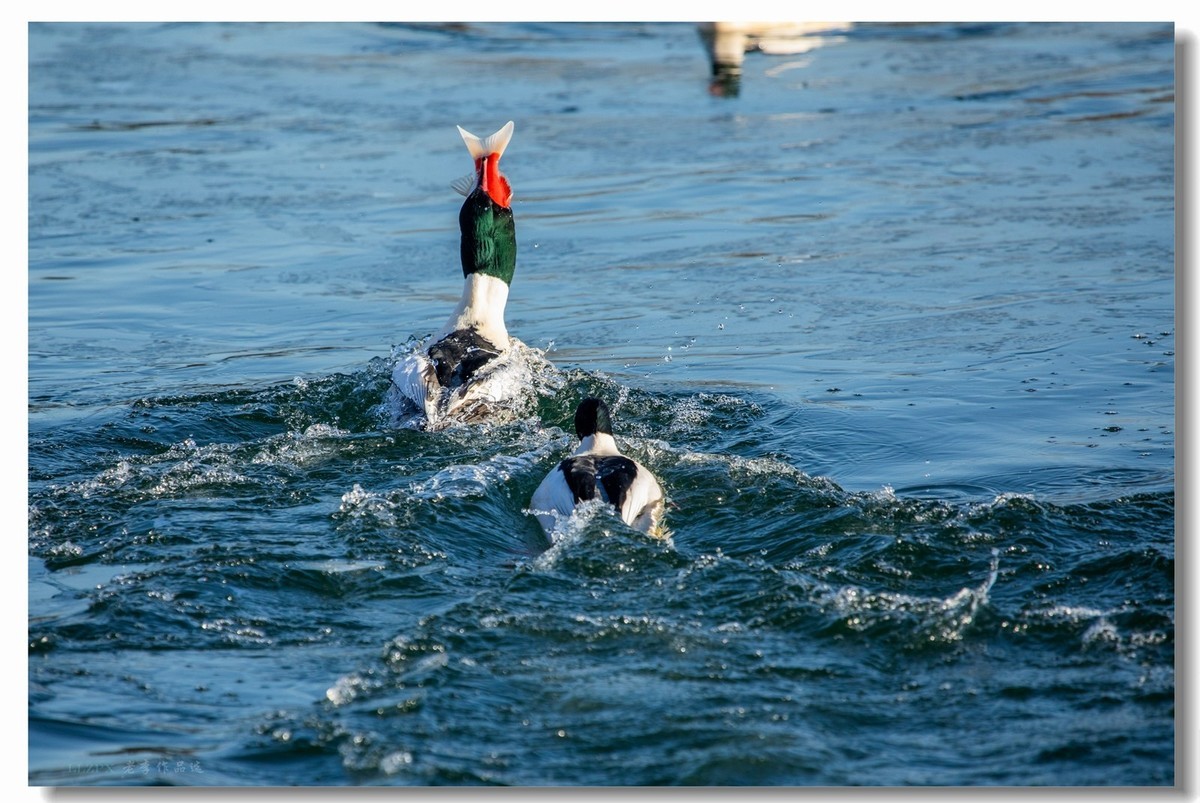 北海的秋沙鸭家丁兴旺！