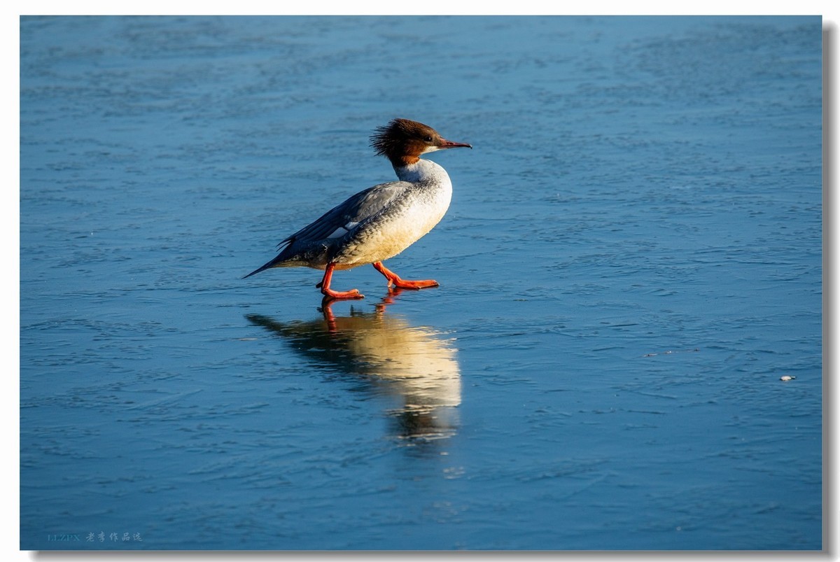 北海的秋沙鸭家丁兴旺！