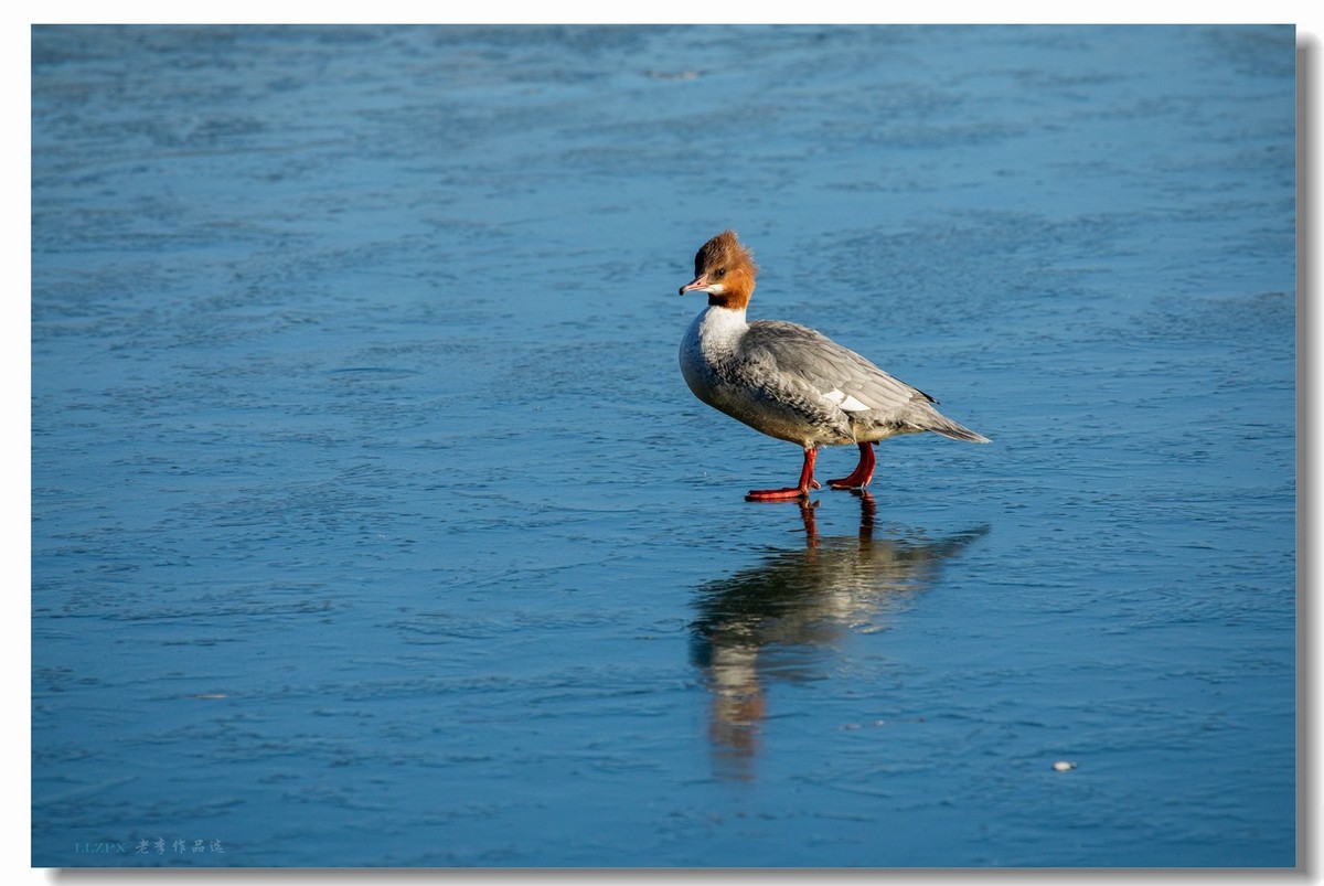 北海的秋沙鸭家丁兴旺！