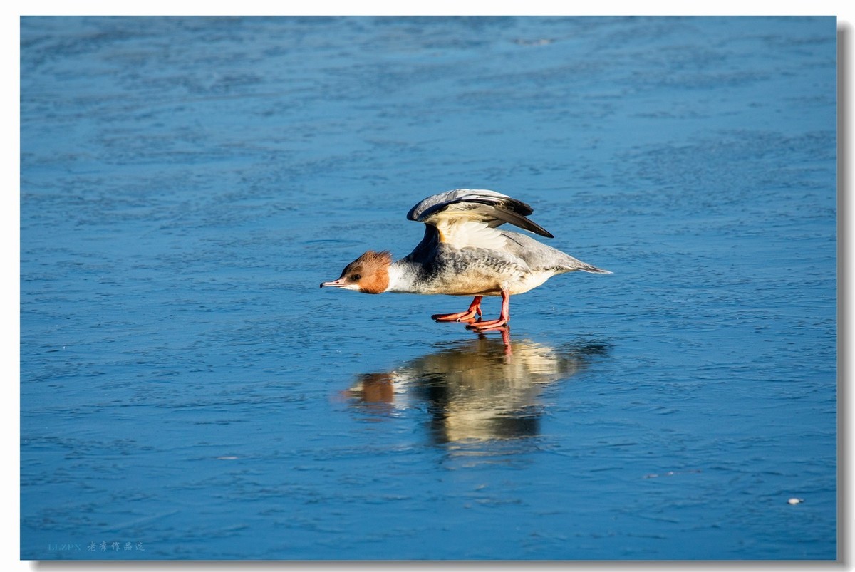 北海的秋沙鸭家丁兴旺！