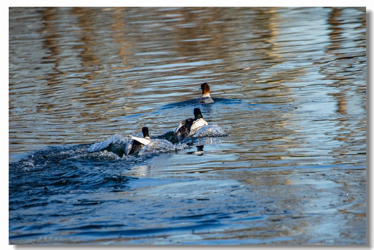 北海的秋沙鸭家丁兴旺！