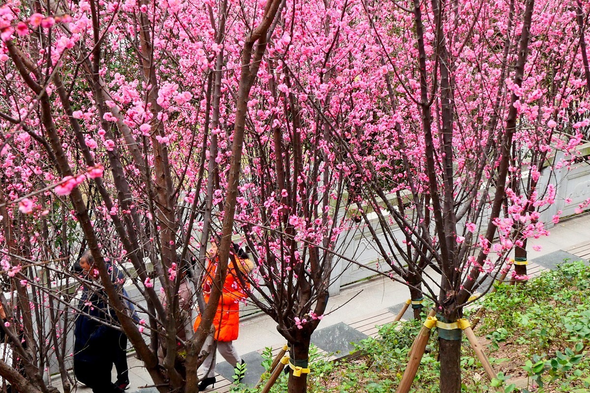 ［G100］迎春红梅开(完)
