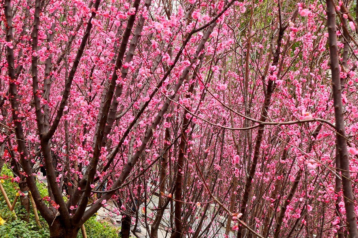 ［G100］迎春红梅开(完)