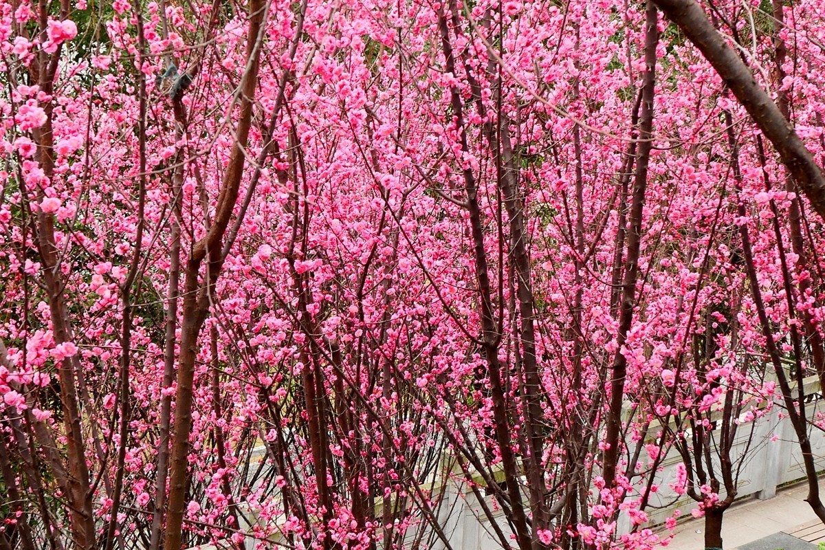 ［G100］迎春红梅开(完)