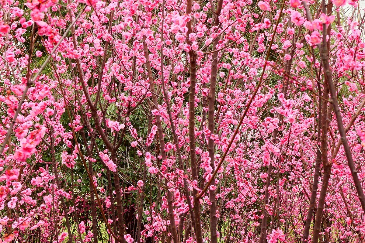 ［G100］迎春红梅开(完)