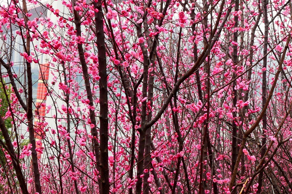 ［G100］迎春红梅开(完)