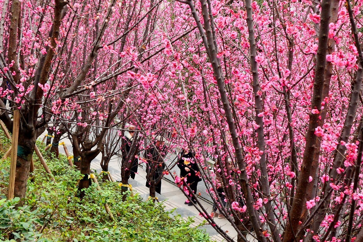 ［G100］迎春红梅开(完)