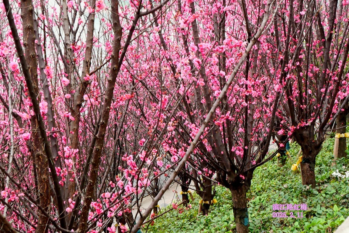 ［G100］迎春红梅开(完)