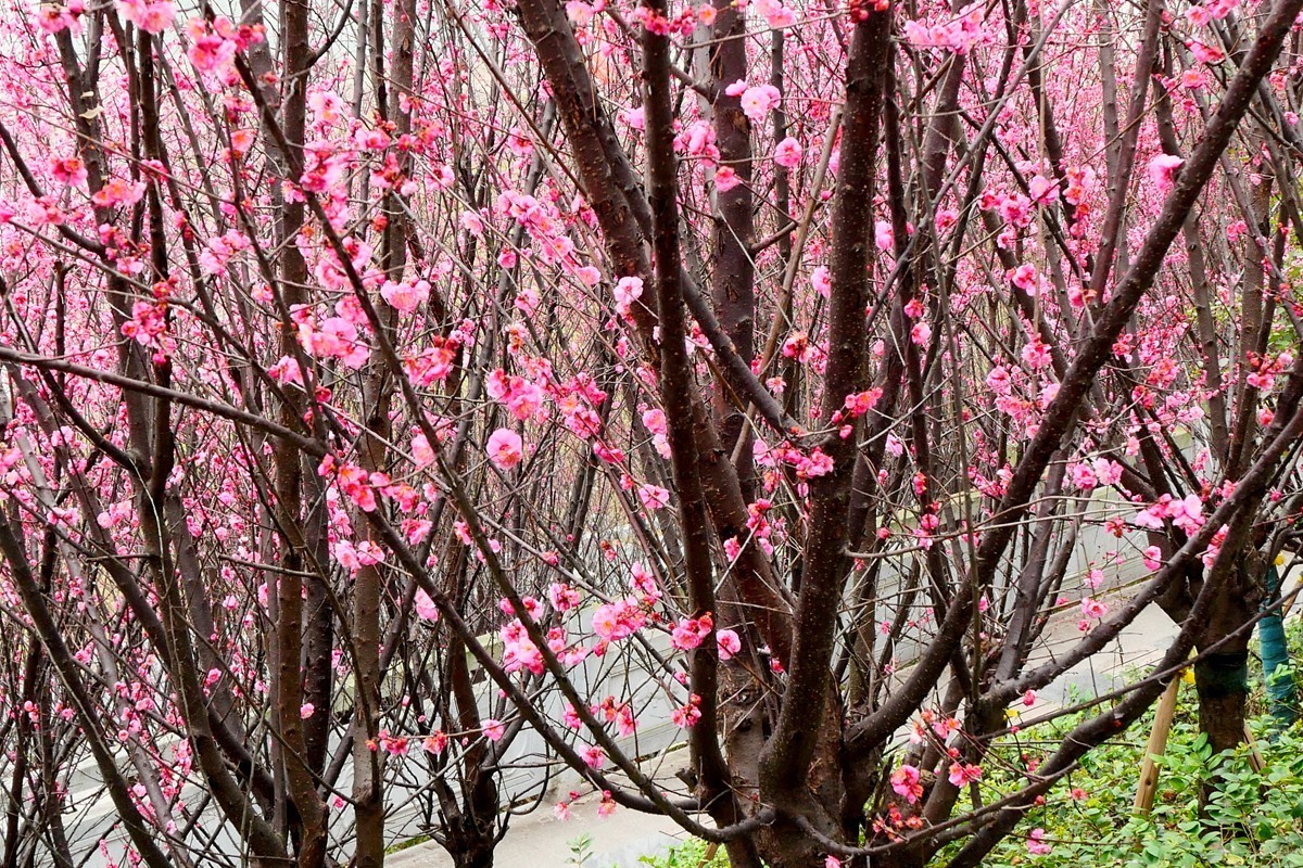［G100］迎春红梅开(完)
