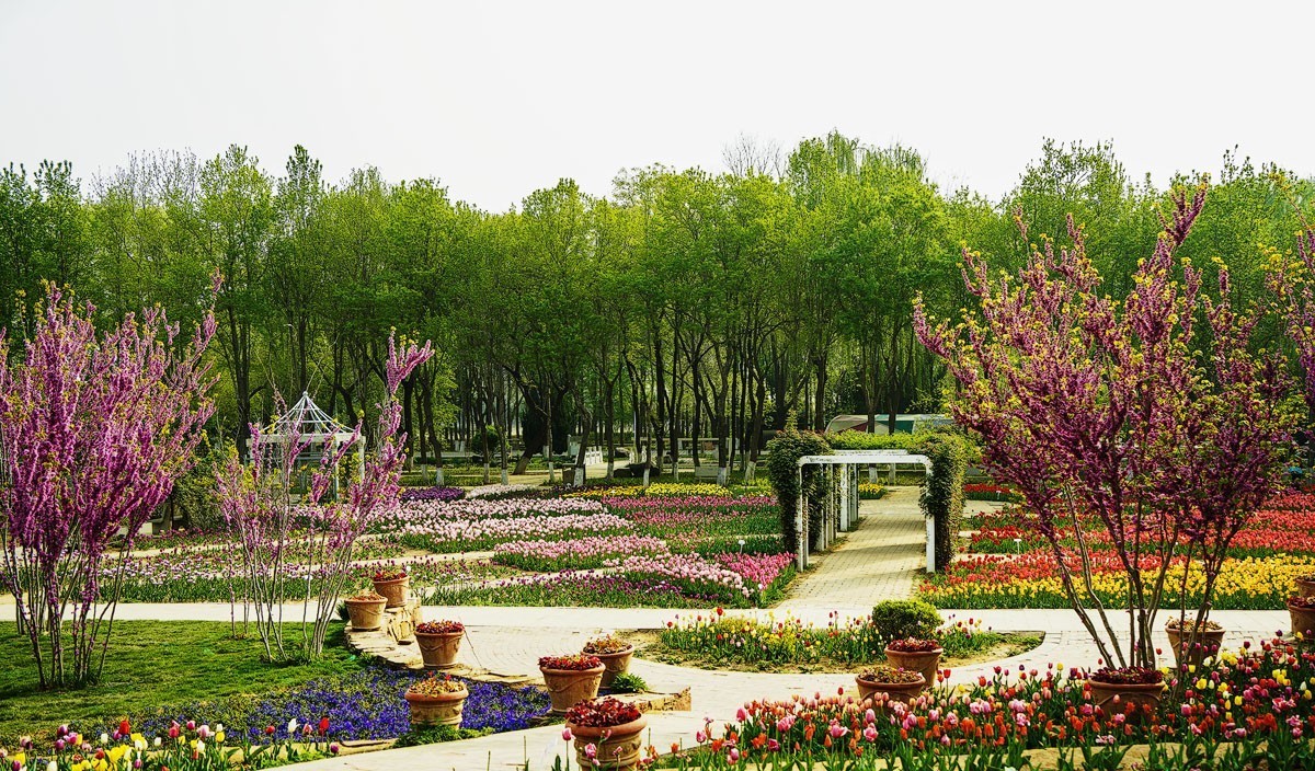 晨光沐浴郁金香