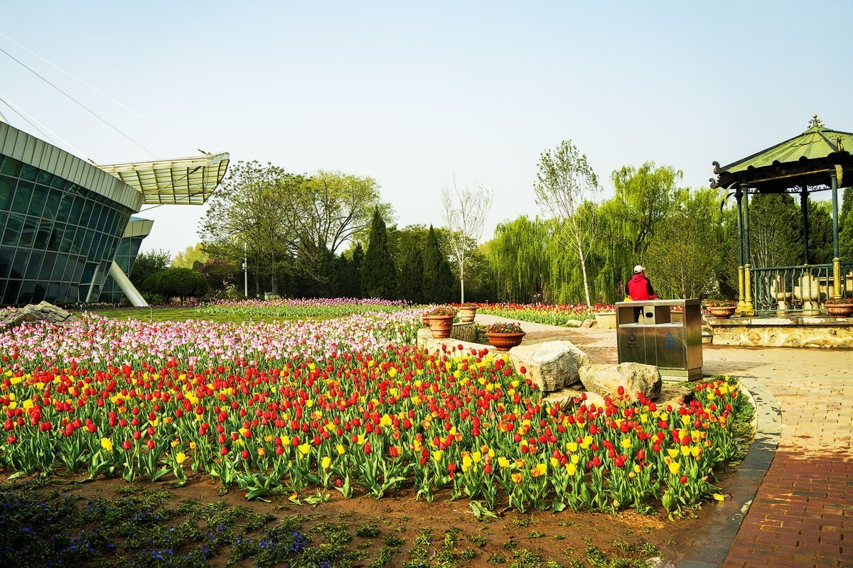 晨光沐浴郁金香
