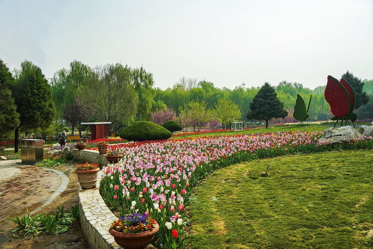 晨光沐浴郁金香