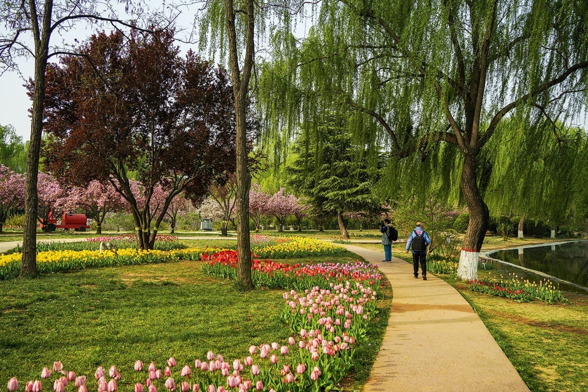 晨光沐浴郁金香