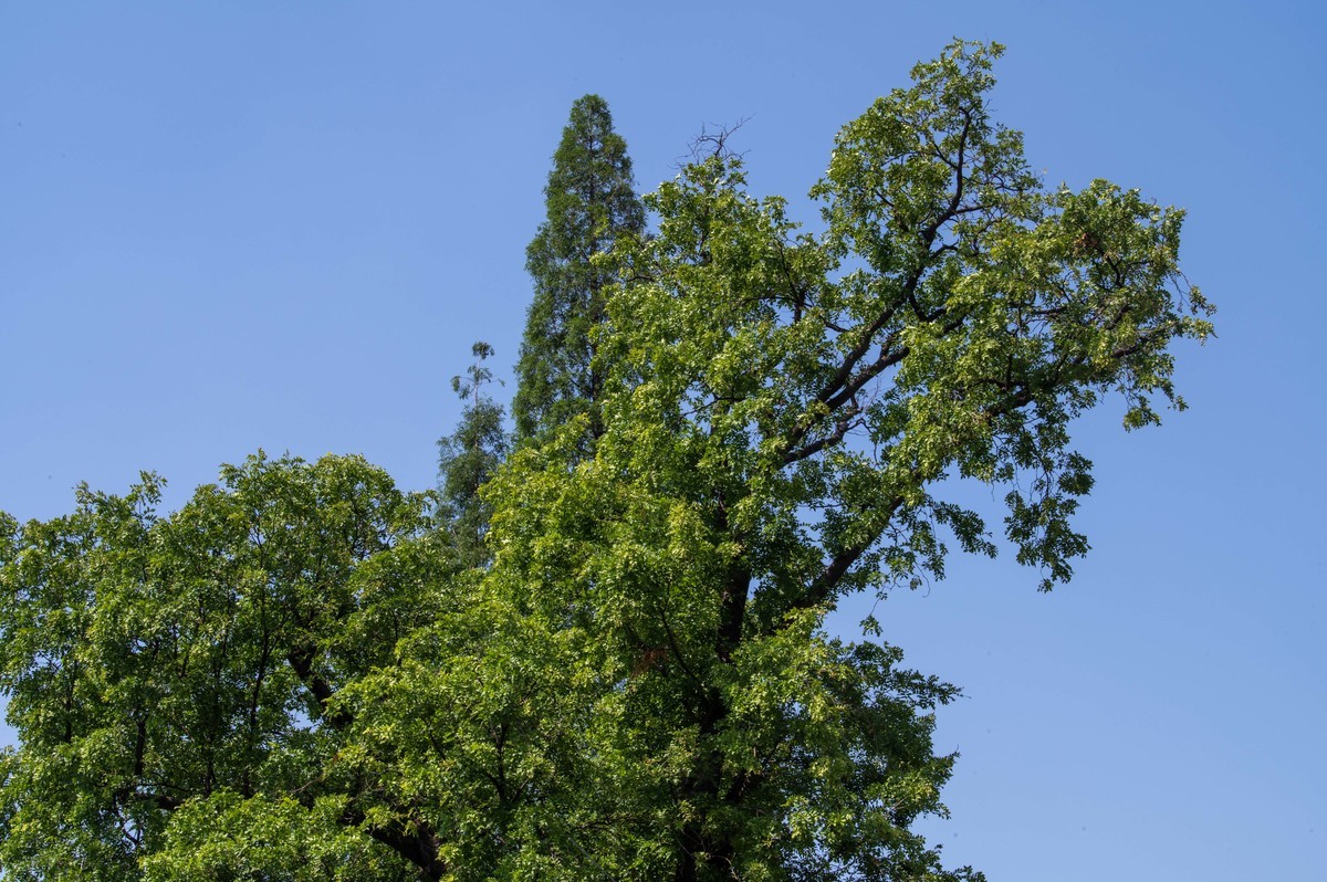 庐州印象（471）六尺巷