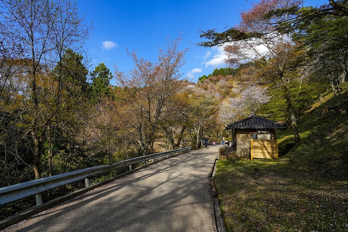 2025年第0361贴-吉野山樱花季旅拍（0529）